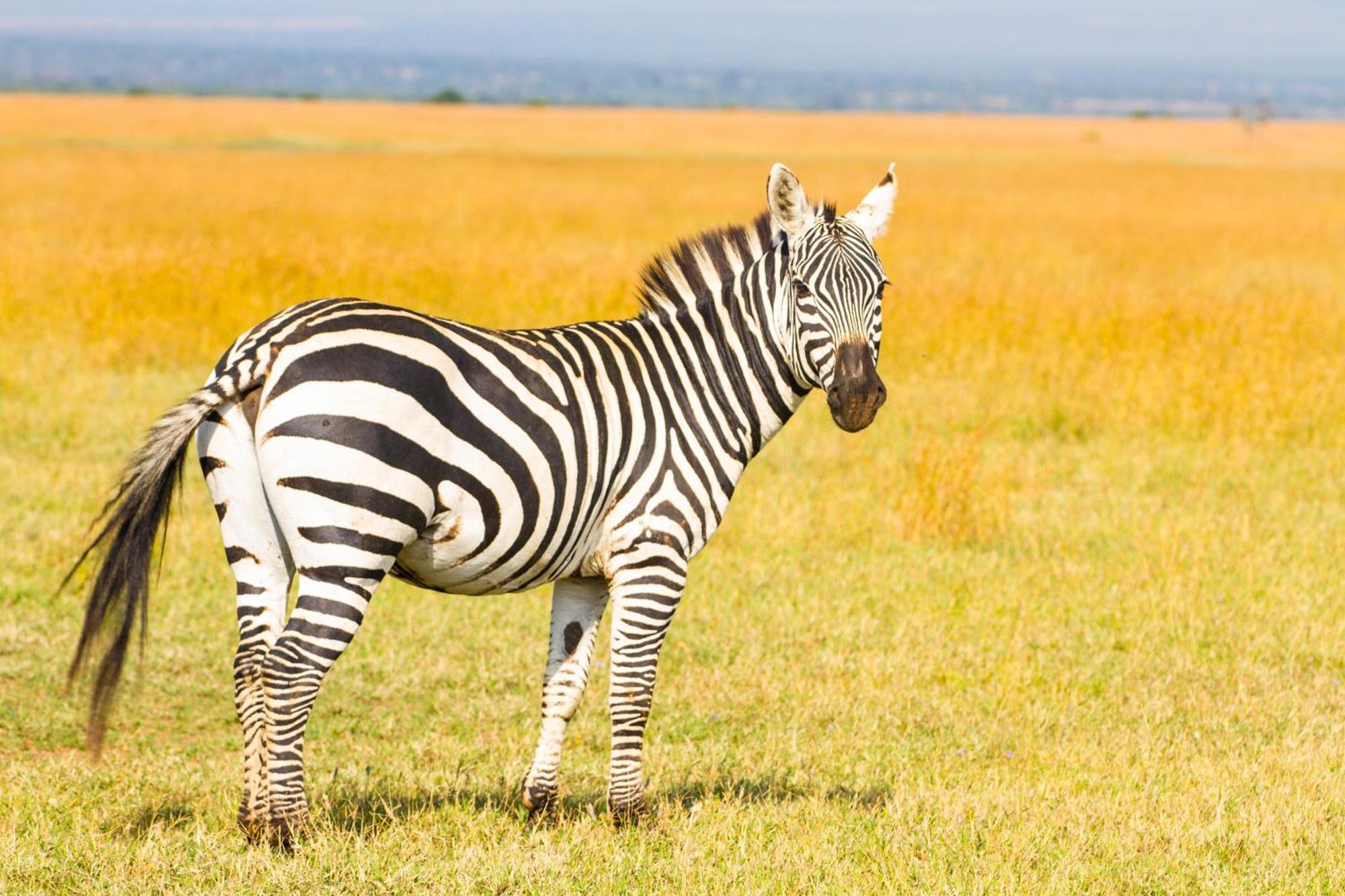 Ol Pejeta Mansion Βίλα Nanyuki Εξωτερικό φωτογραφία